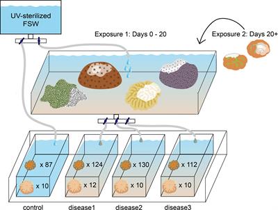 Susceptibility of Caribbean Brain Coral Recruits to Stony Coral Tissue Loss Disease (SCTLD)